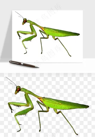 螳螂png免抠