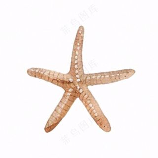 海星海洋生物卡通插画免抠