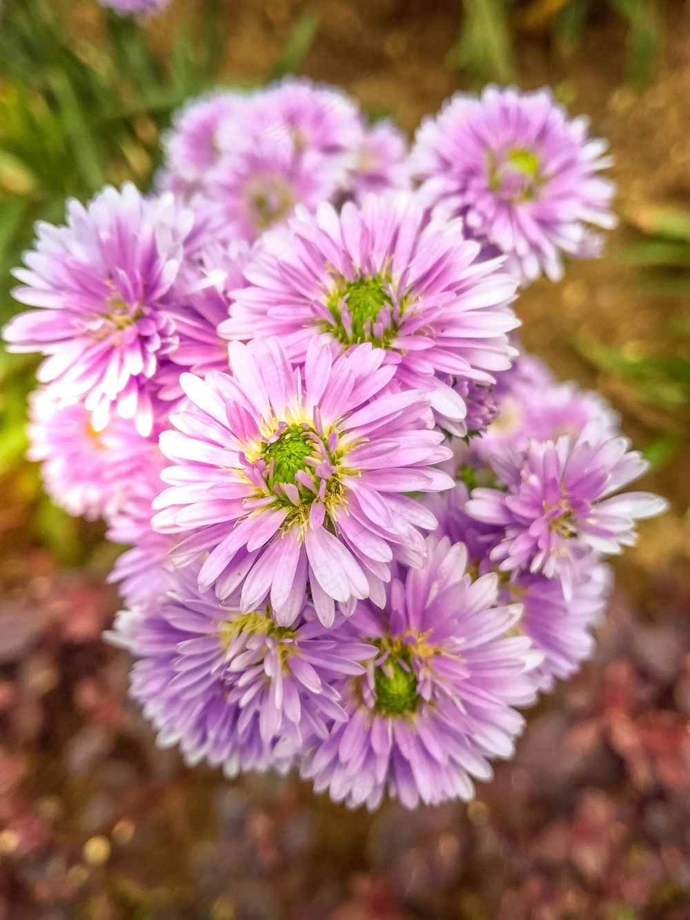 粉紫雏菊绽放的秋日。