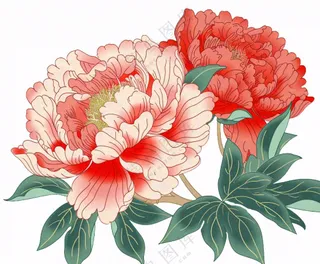 国花牡丹鲜艳花朵植物插画免抠