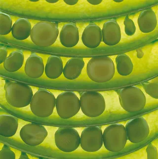 蔬菜切面图片 (17)