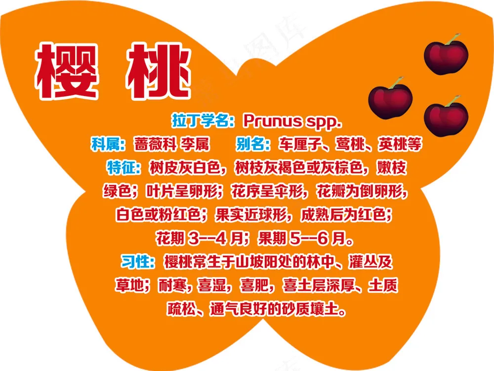 蝴蝶形 樱桃树牌