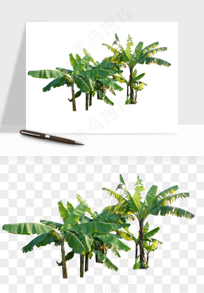 棕榈树椰树png免抠