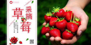 草莓采摘水果特惠宣传公众号展板海报