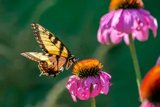 翠翼轻舞紫云间