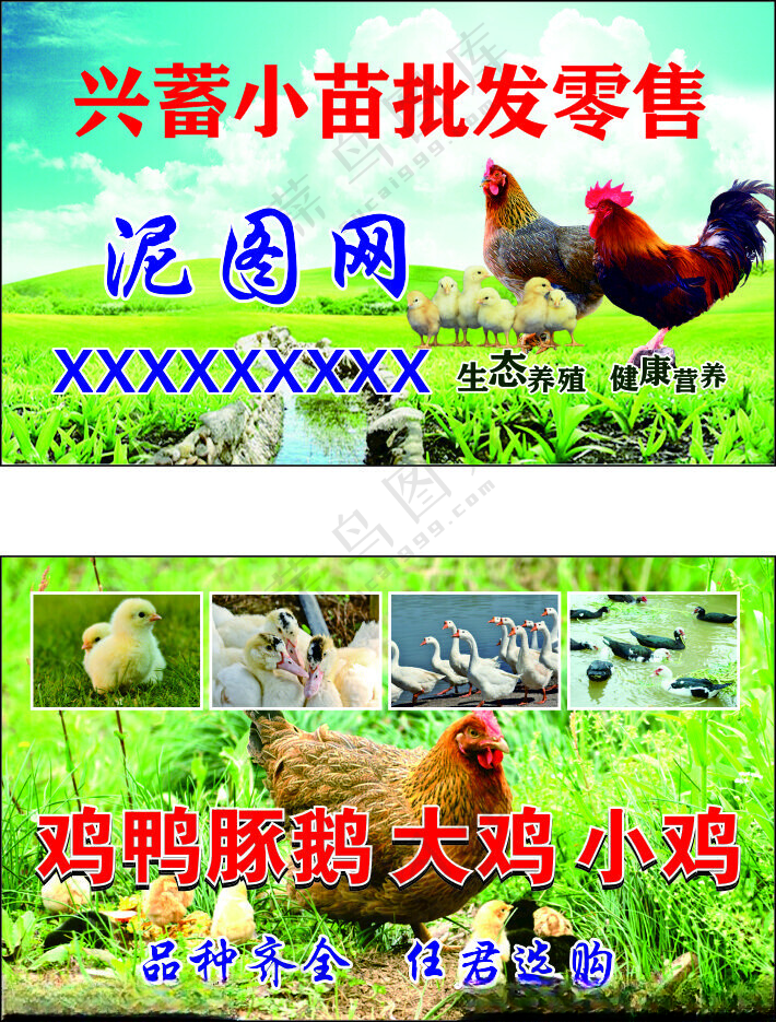 小苗批发 名片鸡广告设计海报