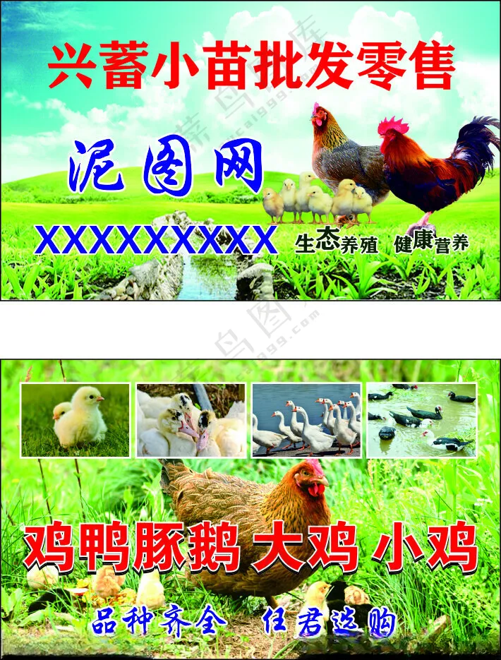 小苗批发 名片鸡广告设计海报