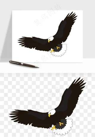 老鹰雄鹰展翅png免抠