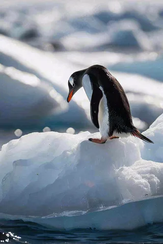 冰雪天地的企鹅寒冷动物摄影图