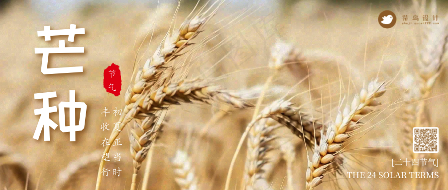 芒种公众号首图