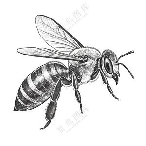 蜜蜂，昆虫，黑白插图