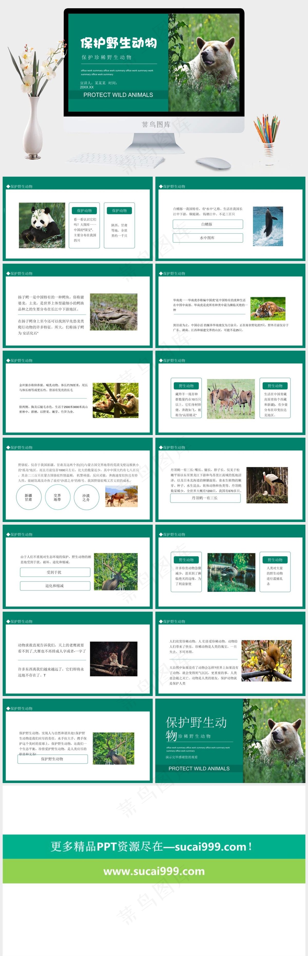保护野生动物绿色环保PPT