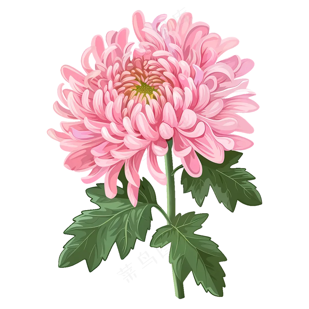 免抠一朵粉色的卡通菊花