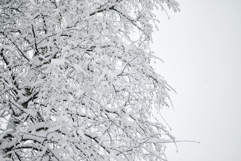 白雪覆盖的静谧森林