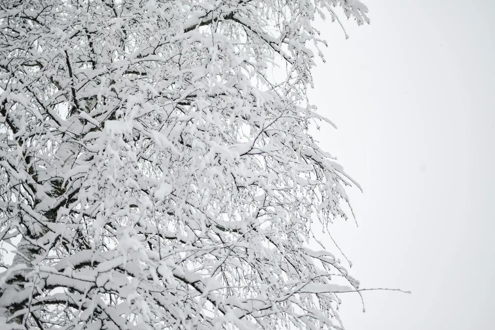 白雪覆盖的静谧森林
