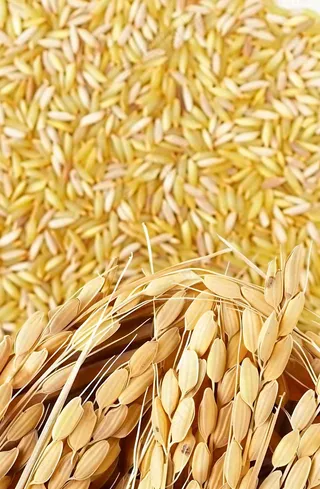 粮食稻谷米饭珍惜粮食丰收世界粮食日摄影图