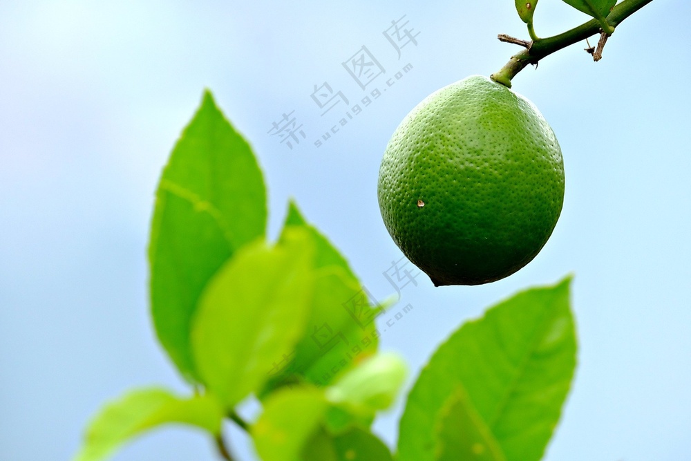 绿色清新青柠檬图片