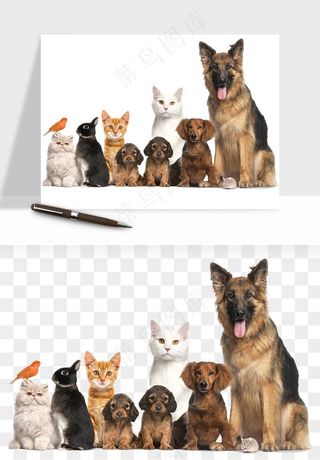 猫咪喵星人狗狗宠物元素png免抠