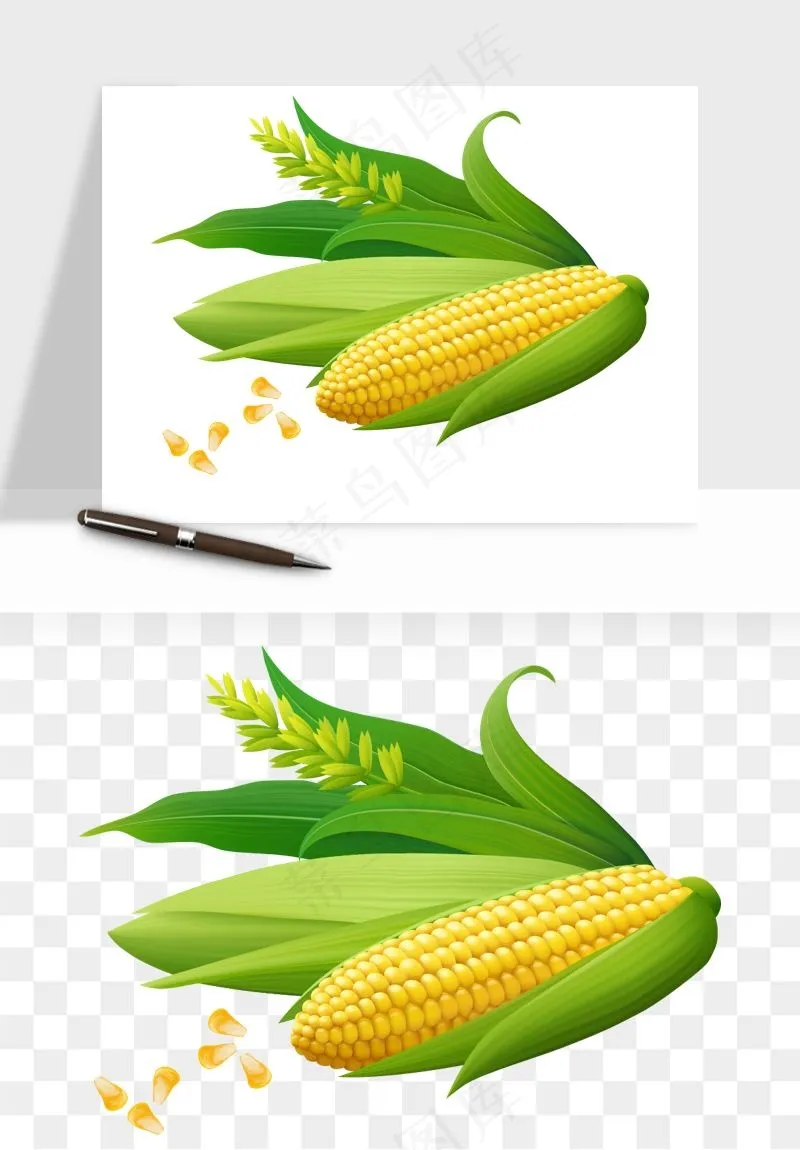 玉米带叶玉米png免抠