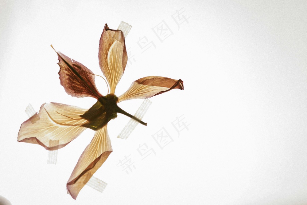 免费 米色花瓣花 素材图片