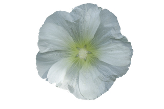 盛开的白色蜀葵