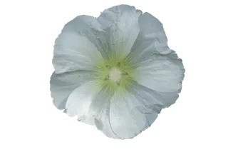 盛开的白色蜀葵