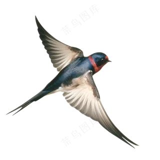 png免抠燕子鸟类动物