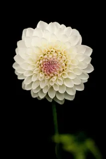 纯洁绽放·极简白花