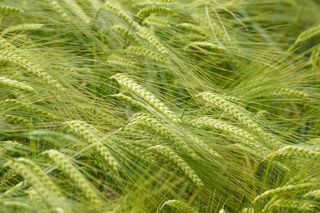 乡村田野绿色未成熟小麦