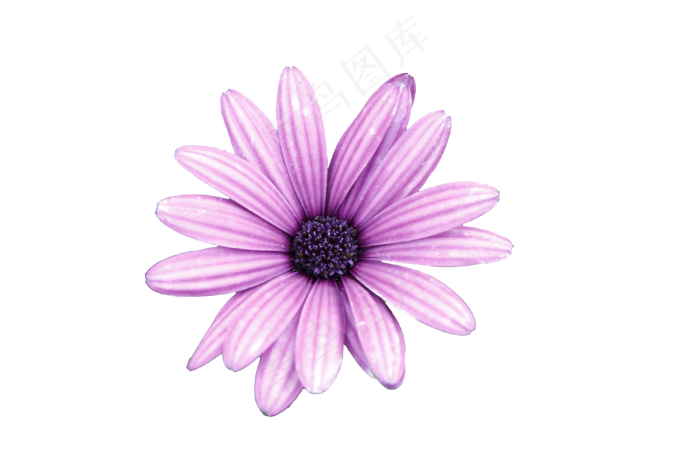 免抠花卉  瓜叶菊