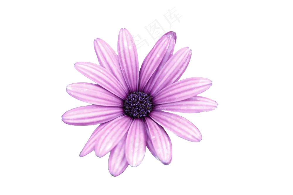 免抠花卉  瓜叶菊