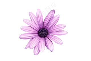 免抠花卉  瓜叶菊