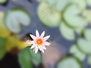 水生花卉睡莲