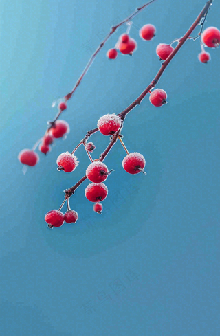 冬天白霜覆盖的红色覆盆子寒冷霜降摄影图