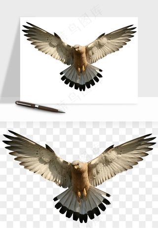 老鹰雄鹰展翅png免抠