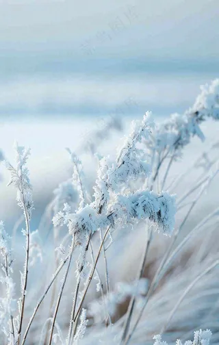 冬天白雪地里的芦苇植物小寒大寒寒露霜降摄影图