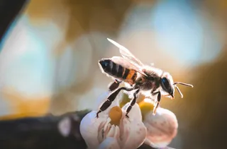 阳光下的勤劳舞者——采蜜蜜蜂