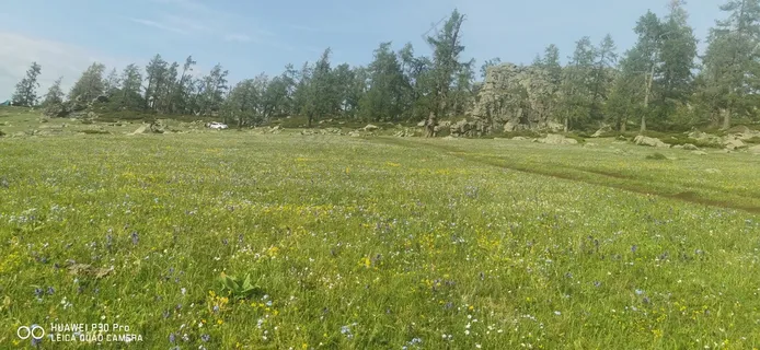 青草大树，蓝天白云自然