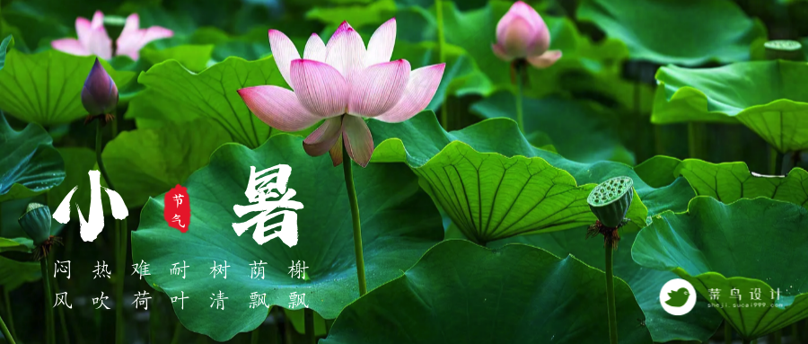 小暑公众号首图