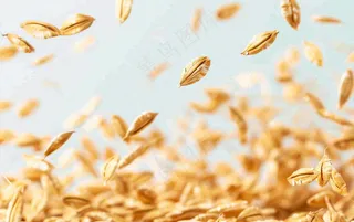 世界粮食日谷物米饭稻谷小麦摄影图