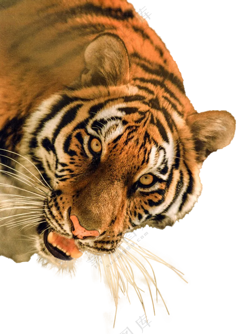 老虎免扣图片