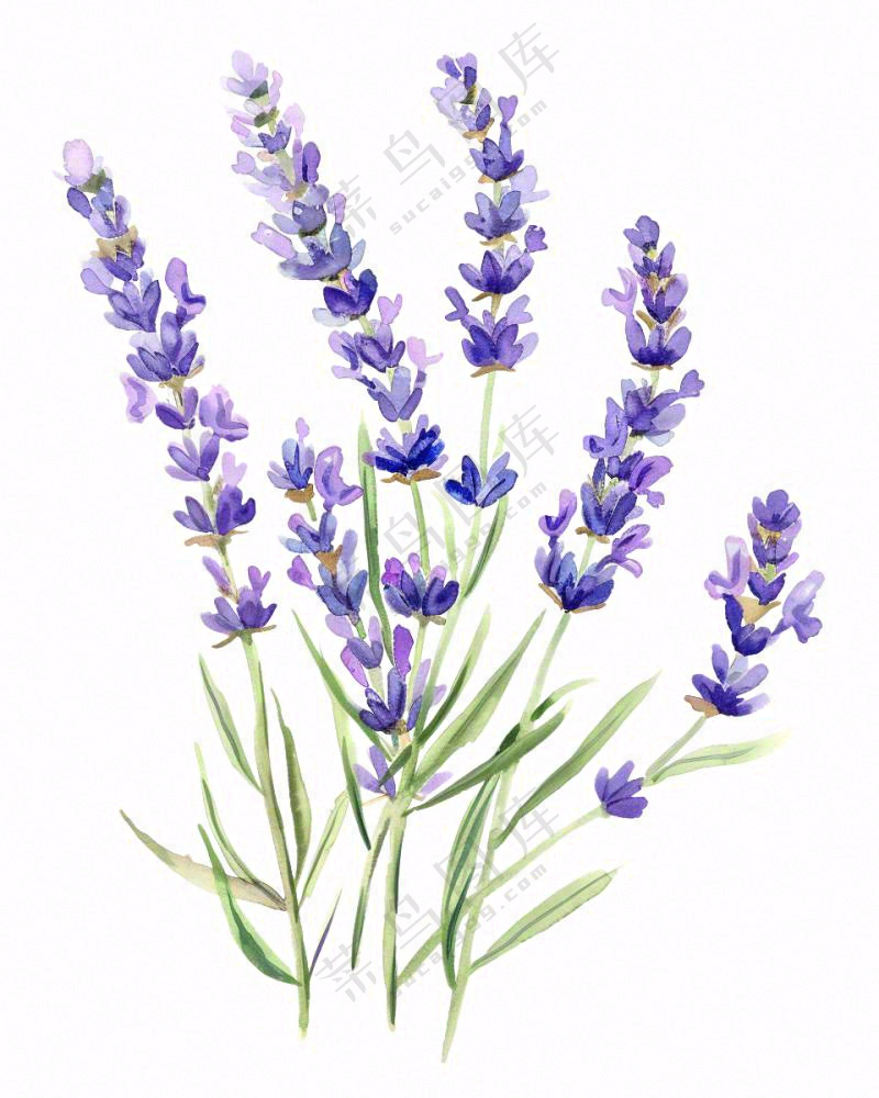 紫色薰衣草花朵植物插画免抠