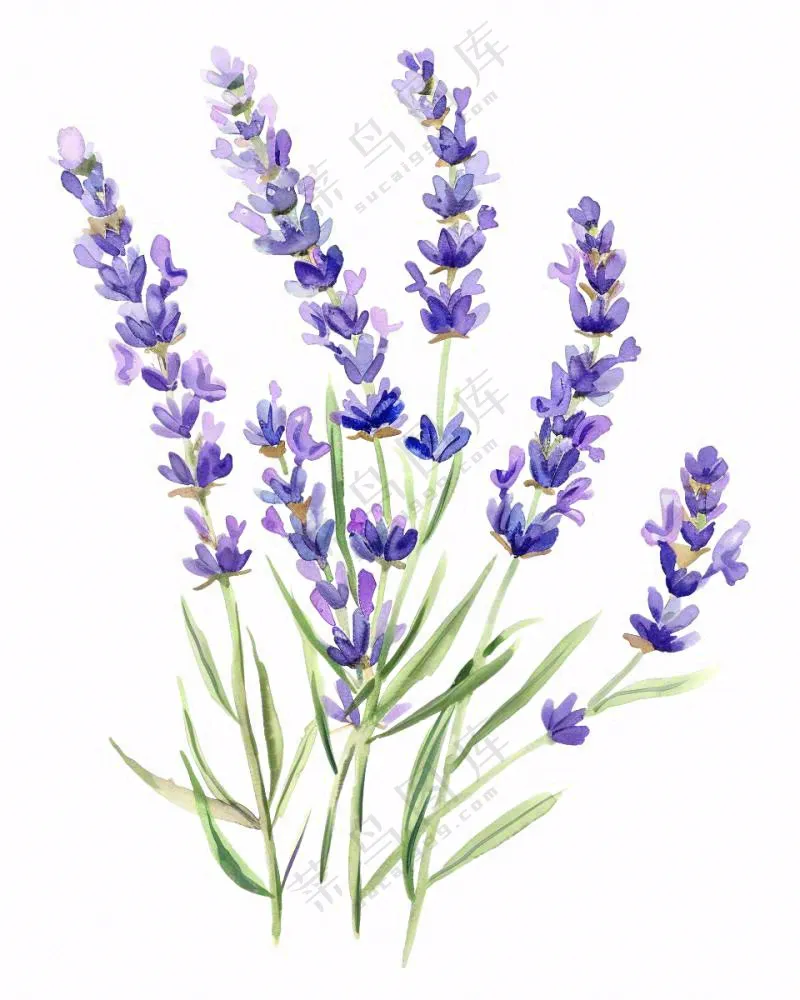 紫色薰衣草花朵植物插画免抠