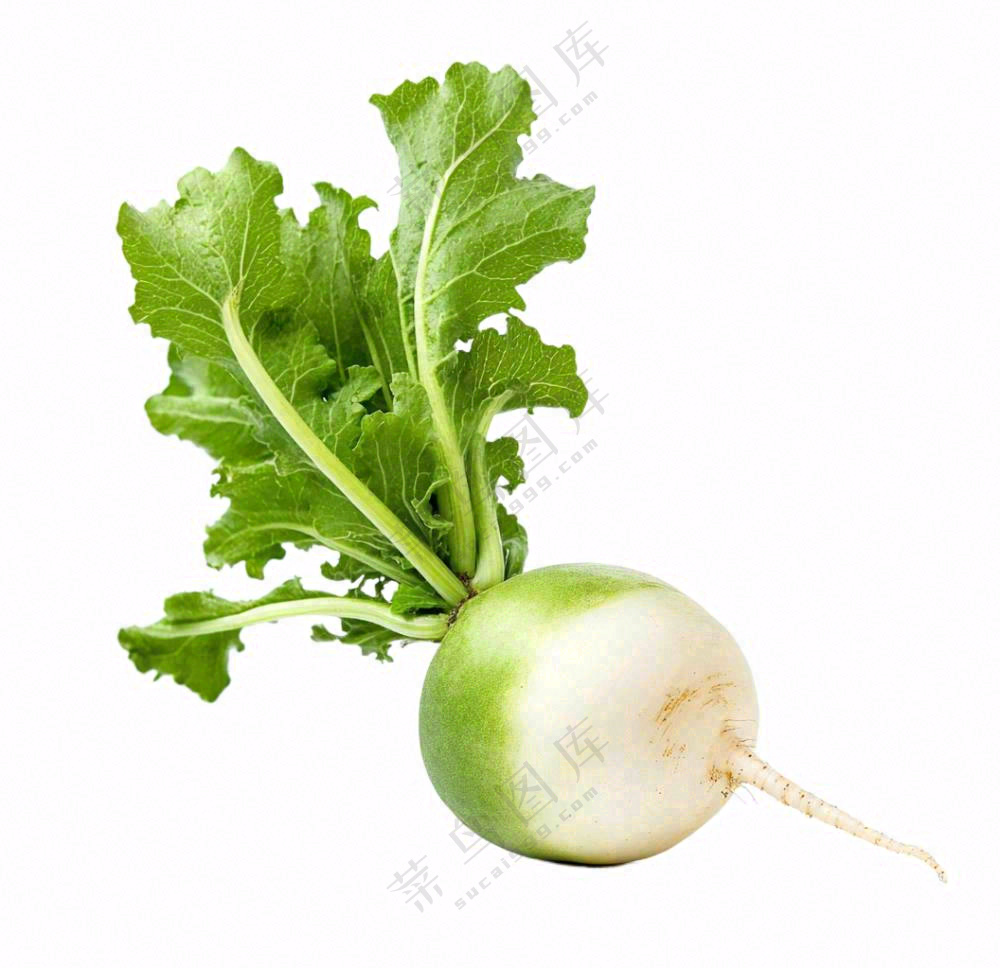 萝卜蔬菜免抠
