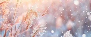 冬天下雪天的芦苇荡夕阳晚霞小雪大雪摄影图