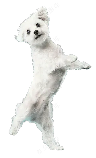 png免抠搞笑有趣动物