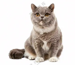 可爱小猫萌宠宠物动物免抠