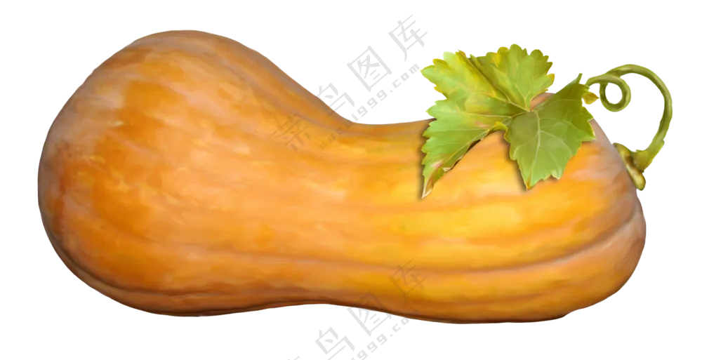 带枝蔓的新鲜南瓜主题免抠图片素材