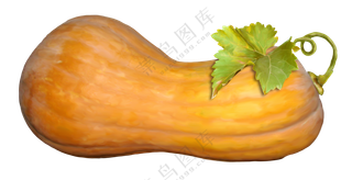 带枝蔓的新鲜南瓜主题免抠图片素材