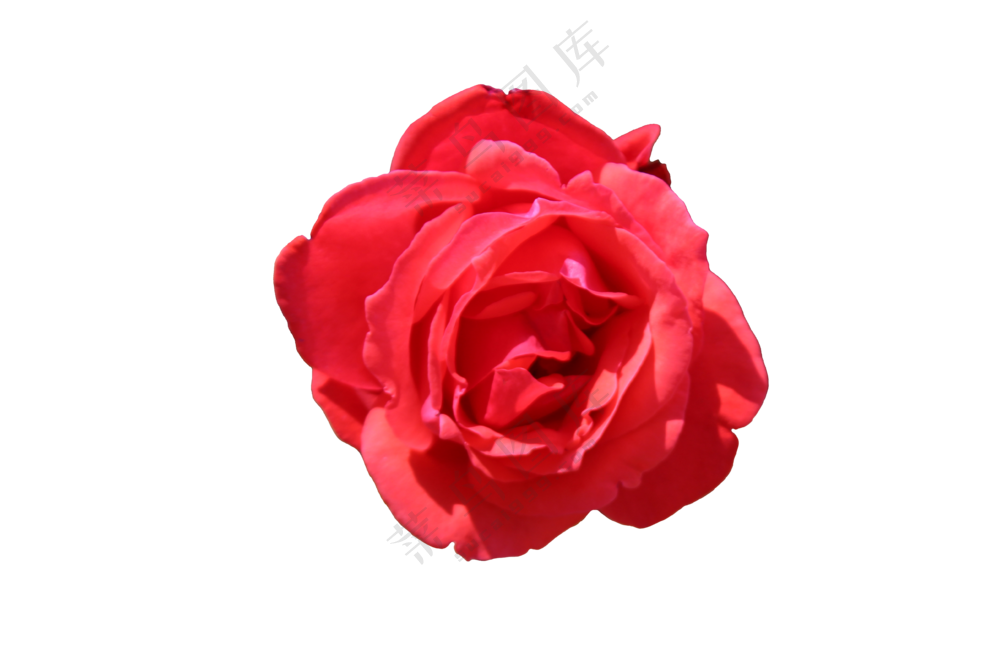 红色免抠花卉  月季